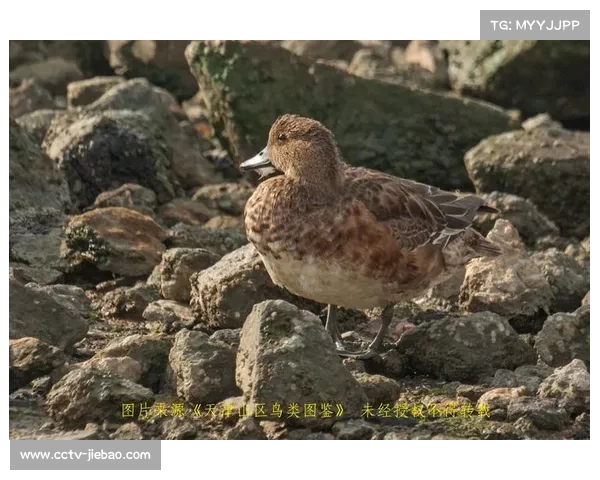 天津观测鸟类达475种,生态体育旅游潜力增长 天津观测鸟类达475种,生态体育旅游潜力增长